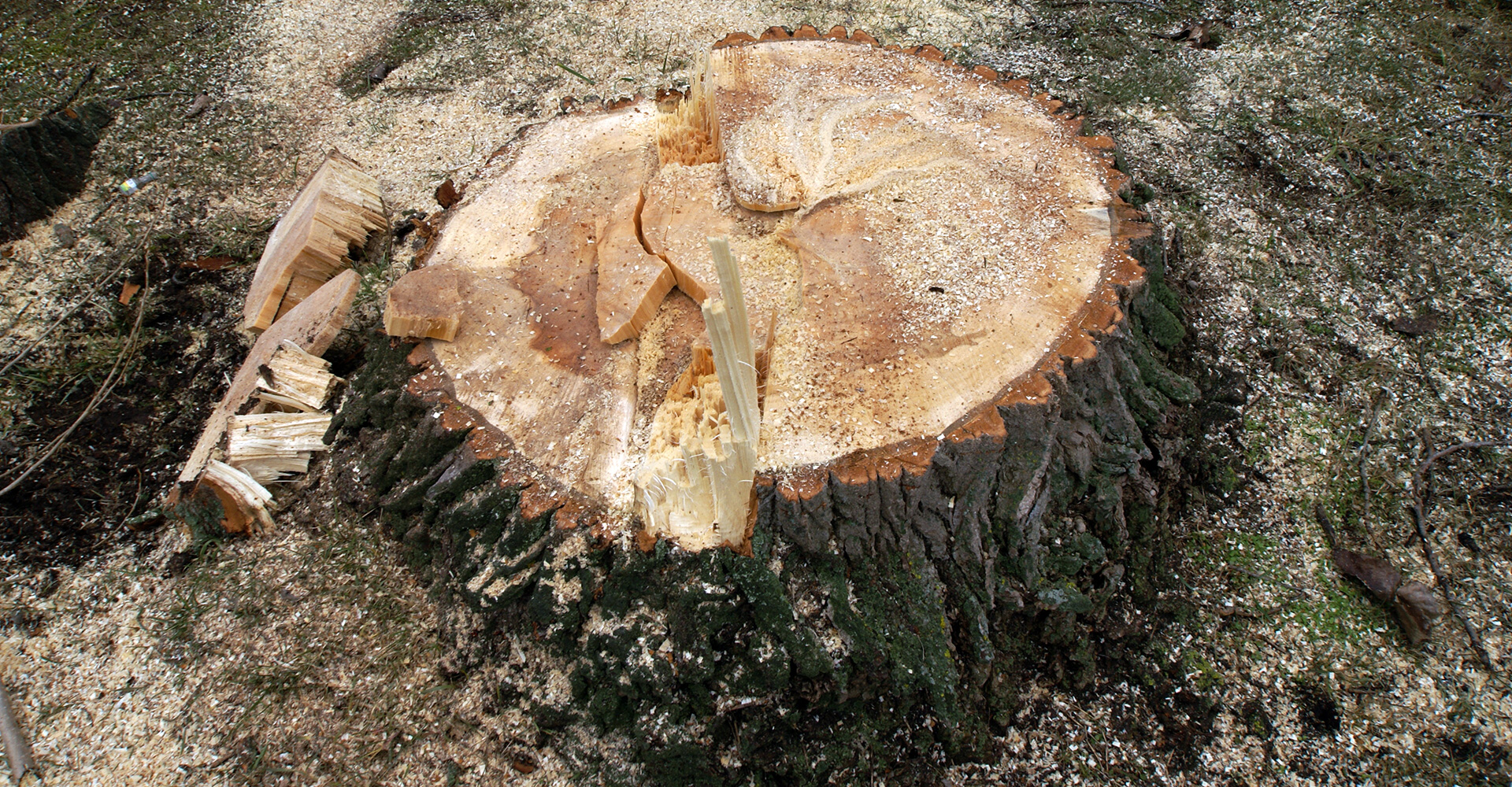 Wurzelstock