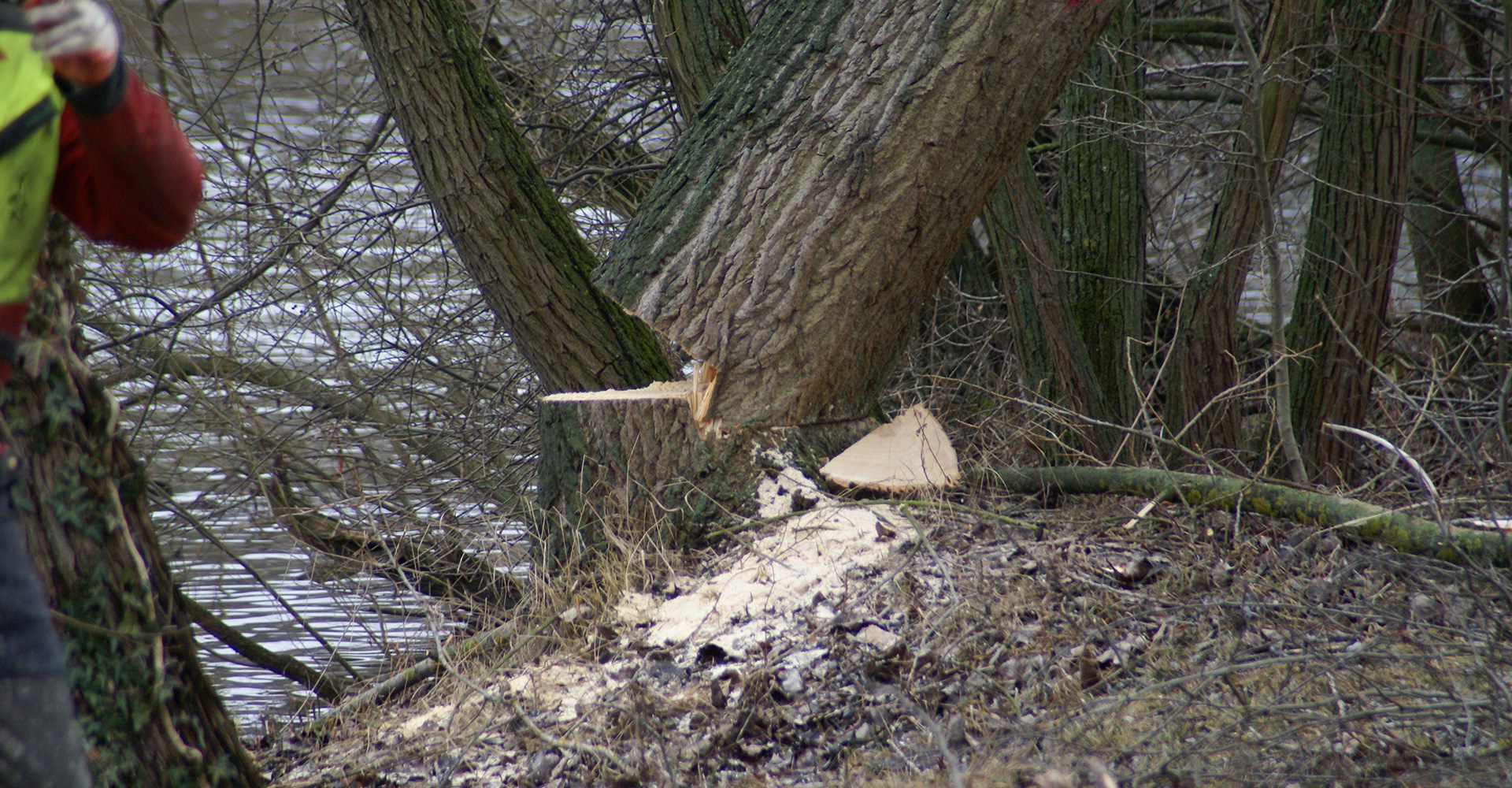 Baum fällt