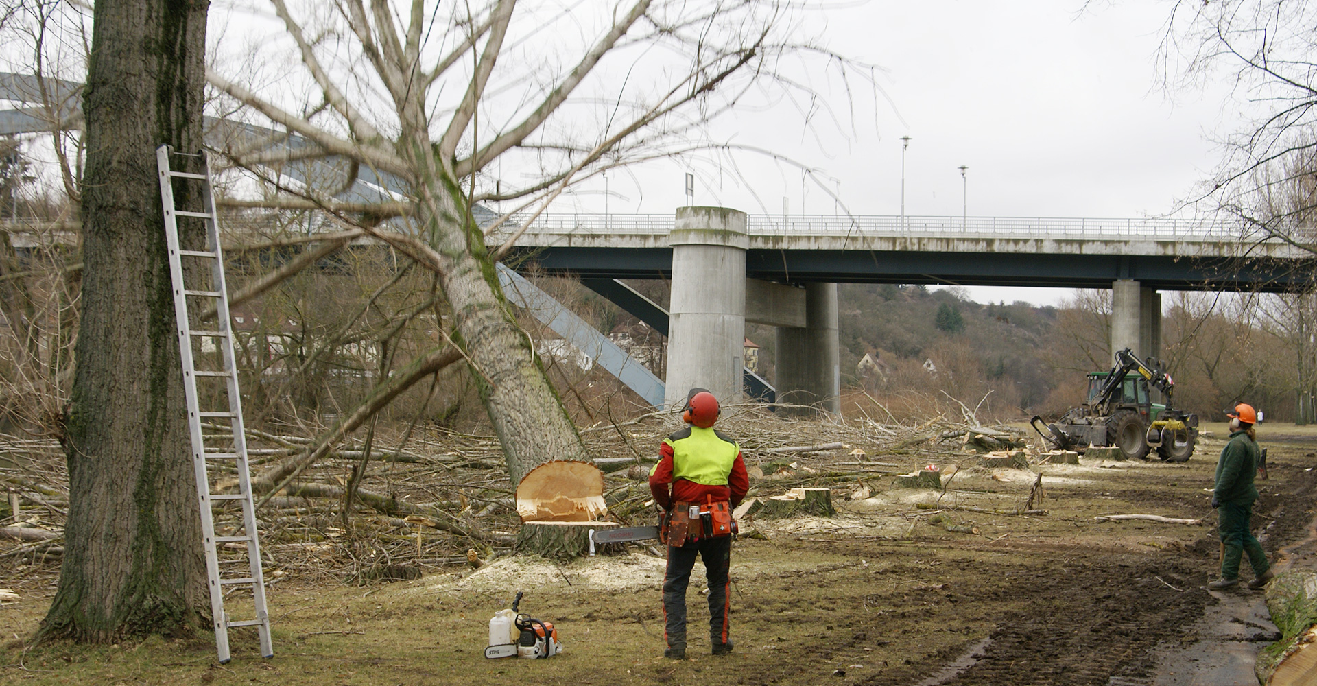 Baum fällt in die geplante Richtung