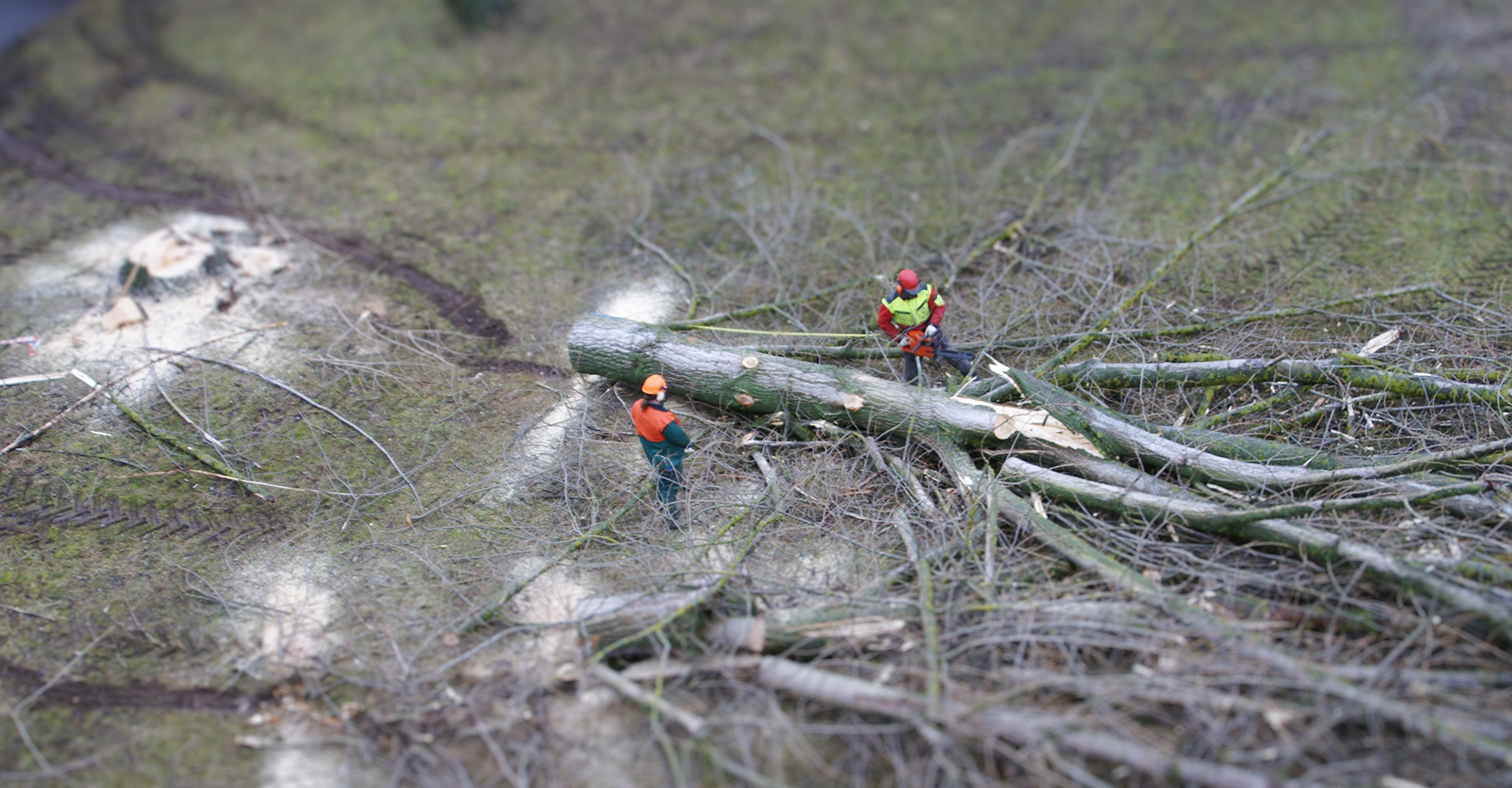 Gefällter Baum wird entastet