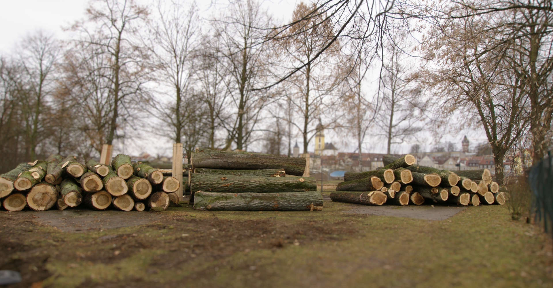 Baumstämme vor dem Abtransport