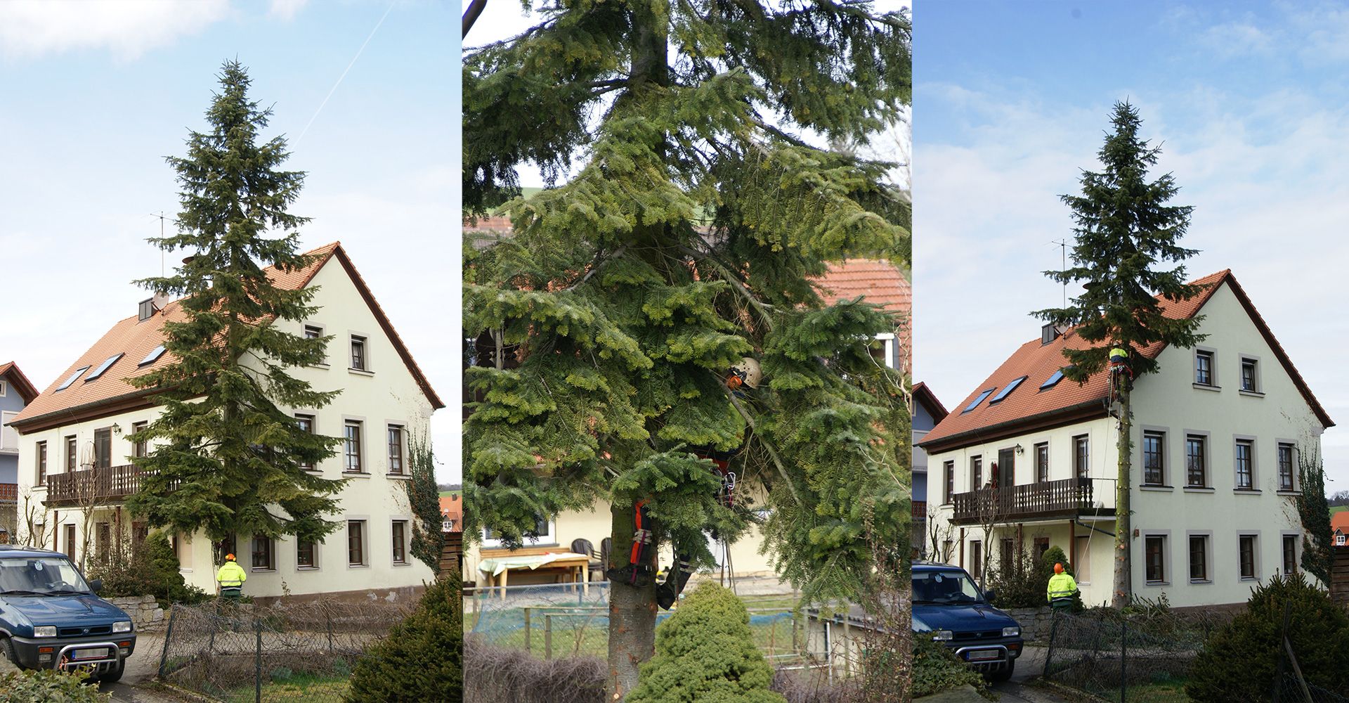 Zu fällender Baum in Hausnähe