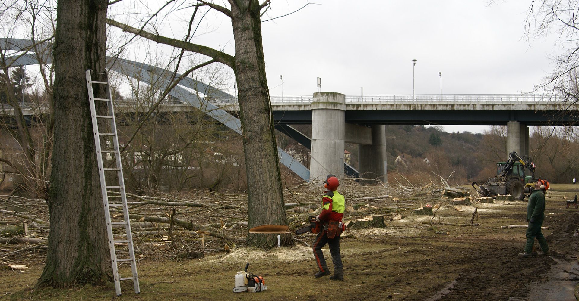 Baum fällt in die geplante Richtung